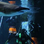 L'Acquario è aperto tutti i giorni fino al 6 gennaio