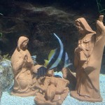 L'Acquario è aperto tutti i giorni fino al 6 gennaio