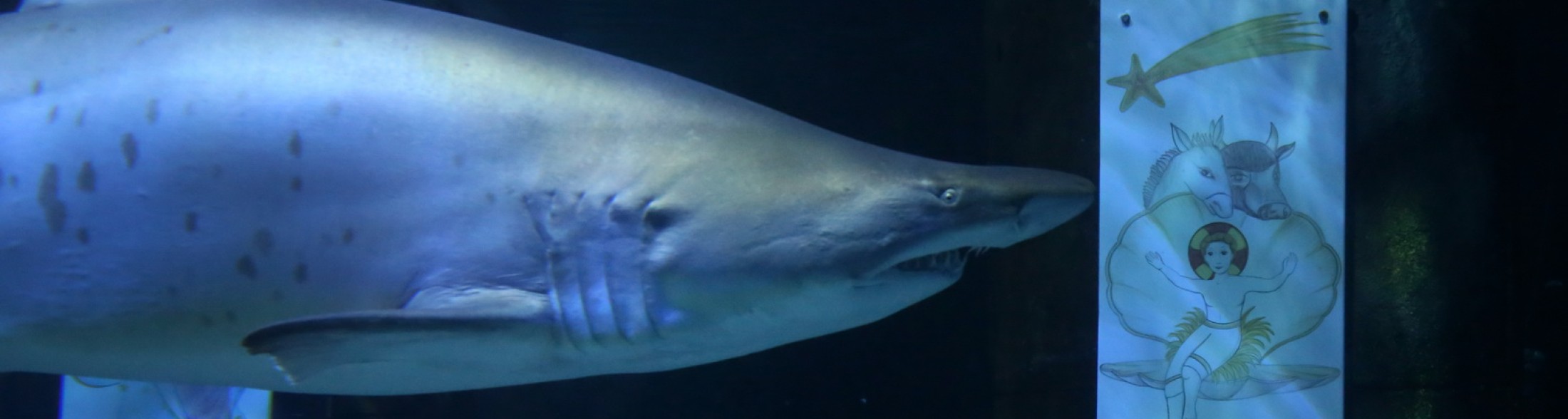 L'Acquario è aperto tutti i giorni fino al 6 gennaio