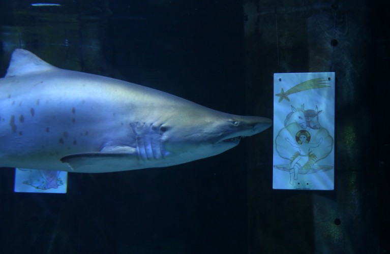 L'Acquario è aperto tutti i giorni fino al 6 gennaio