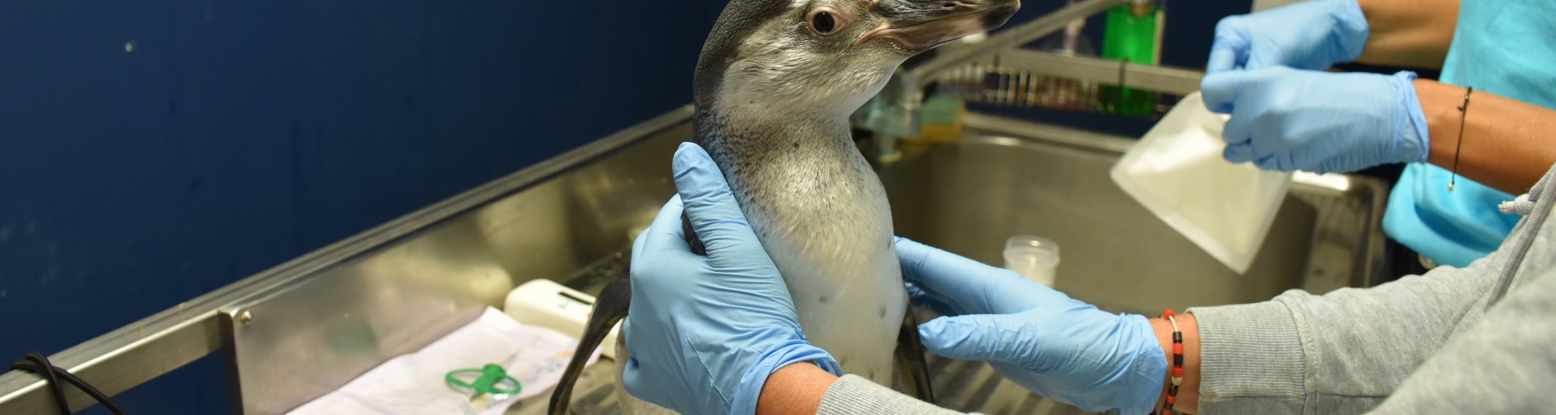 La Befana nei parchi Costa Edutainment