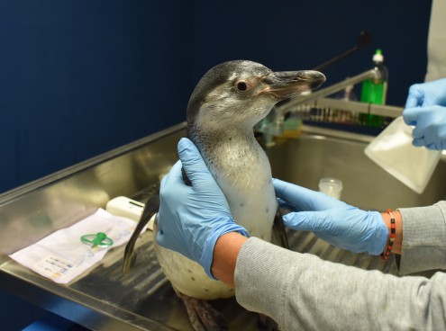 La Befana nei parchi Costa Edutainment