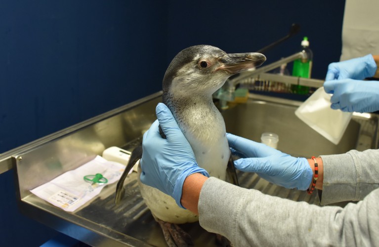 La Befana nei parchi Costa Edutainment