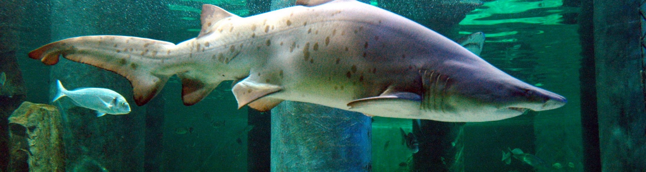 La Giornata Mondiale degli Squali 2024 è un'occasione per riflettere