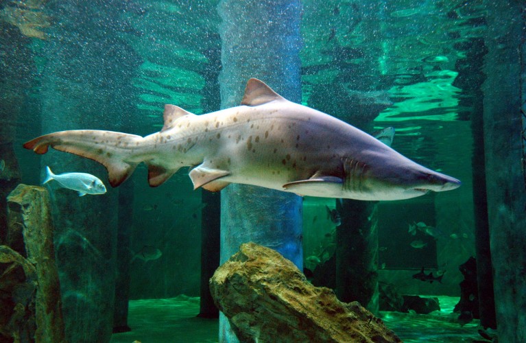 La Giornata Mondiale degli Squali 2024 è un'occasione per riflettere