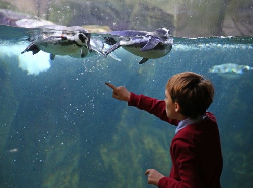 La magia natalizia nei parchi Costa Edutainment Romagna