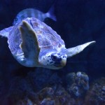 La riabilitazione di Cenere sta dando ottimi risultati