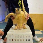 La riabilitazione di Cenere sta dando ottimi risultati