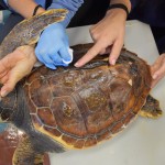 La riabilitazione di Cenere sta dando ottimi risultati