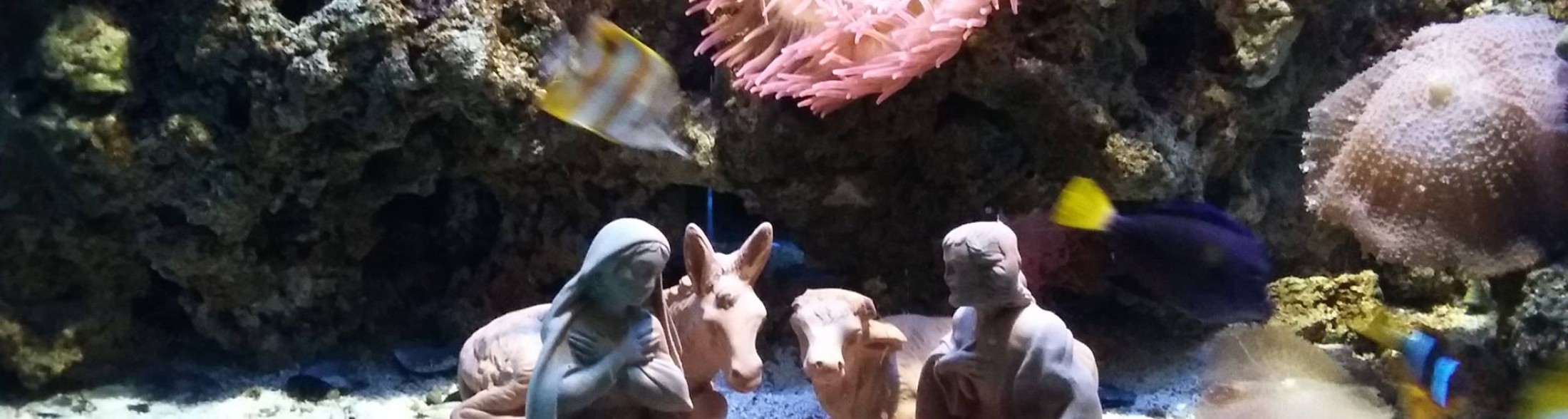 Natale all'Acquario e nei parchi Costa 