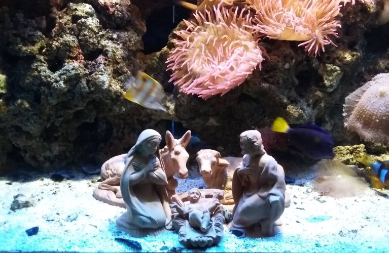 Natale all'Acquario e nei parchi Costa 
