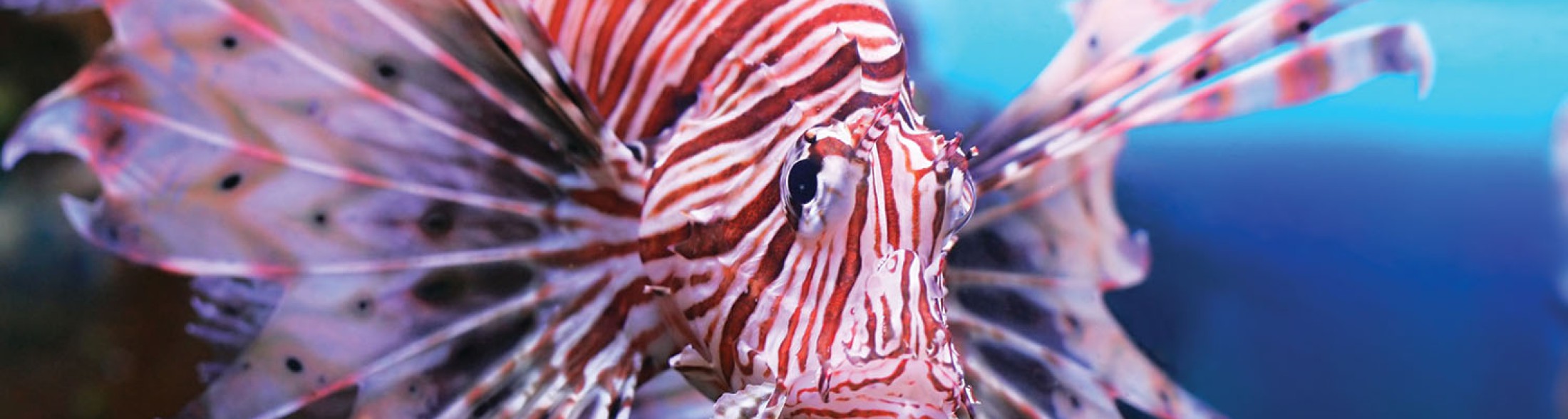 NotteRosa 2023: Sconto ai diciottenni venerdì 7 luglio