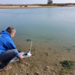 Nuova liberazione di storioni e anguille nel Delta del Po a Ravenna 