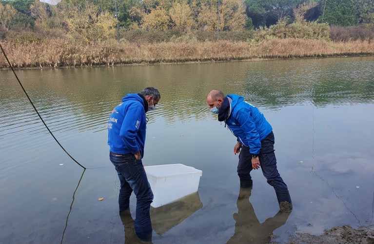 Nuova liberazione di storioni e anguille nel Delta del Po a Ravenna 