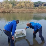 Nuova liberazione di storioni e anguille nel Delta del Po a Ravenna 