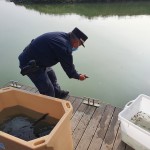 Nuova liberazione di storioni e anguille nel Delta del Po a Ravenna 