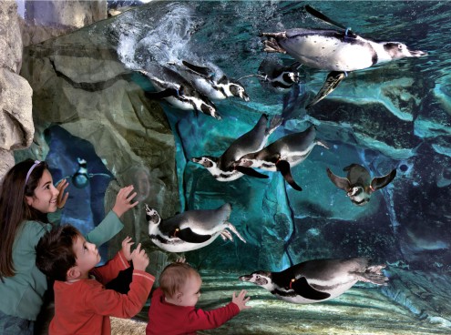 Parchi e Acquari Costa Edutainment Campioni del servizio 2026