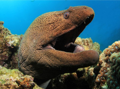 Pasqua nei parchi Costa 17 e 18 aprile 