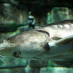 Storione dell'Adriatico, il 'fossile vivente': reintrodotti 4900 esemplari in 10 anni