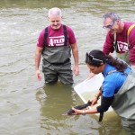 Storione dell'Adriatico, il 'fossile vivente': reintrodotti 4900 esemplari in 10 anni