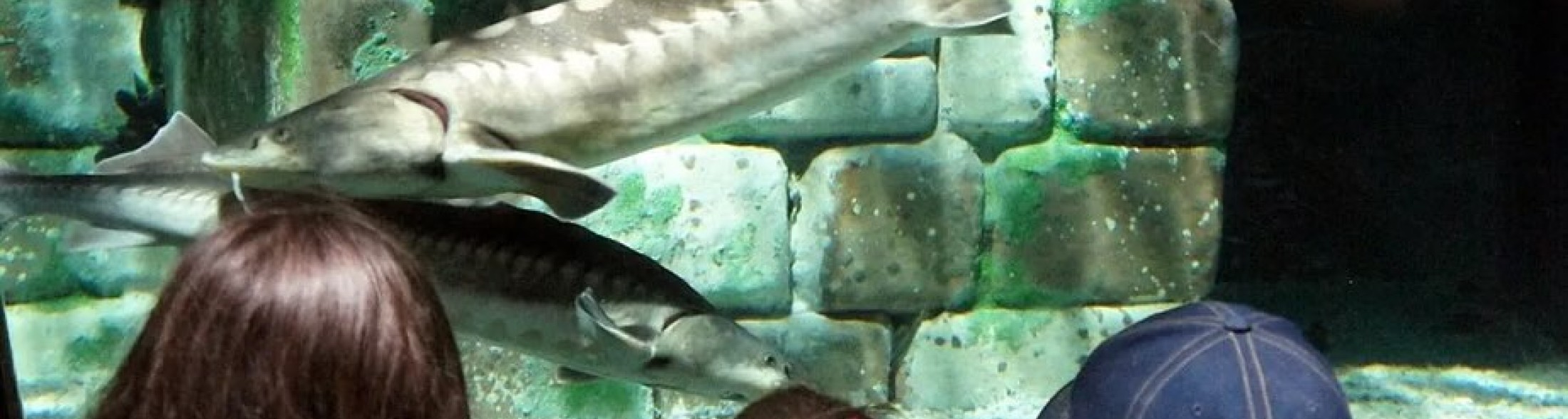 Storione dell'Adriatico, il 'fossile vivente': reintrodotti 4900 esemplari in 10 anni