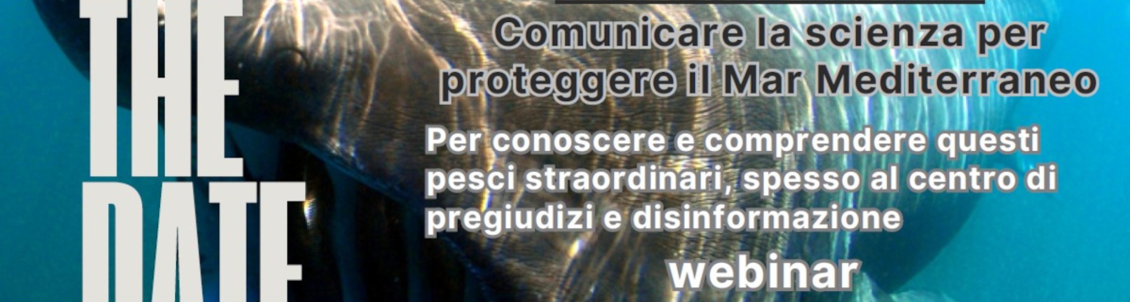 Tutela di Squali e Razze nel mediterraneo: il 18 dicembre webinar eLIFE