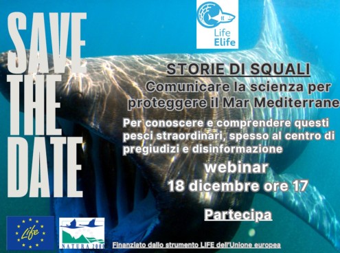 Tutela di Squali e Razze nel mediterraneo: il 18 dicembre webinar eLIFE