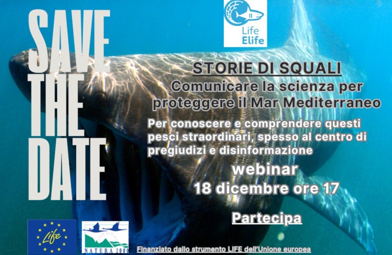 Tutela di Squali e Razze nel mediterraneo: il 18 dicembre webinar eLIFE