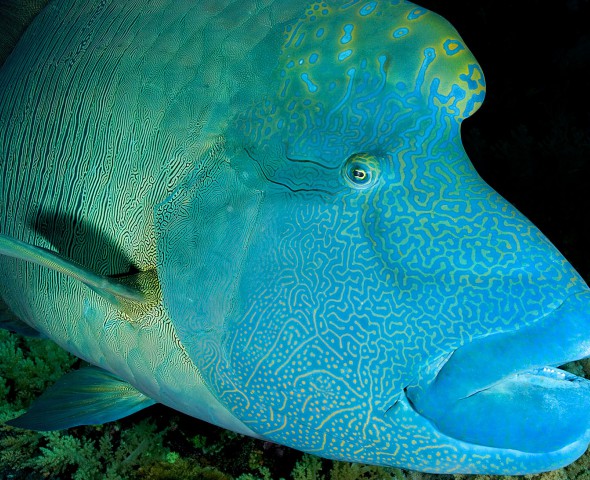 Più di 10.000 animali marini