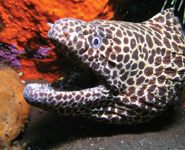 Più di 10.000 animali marini