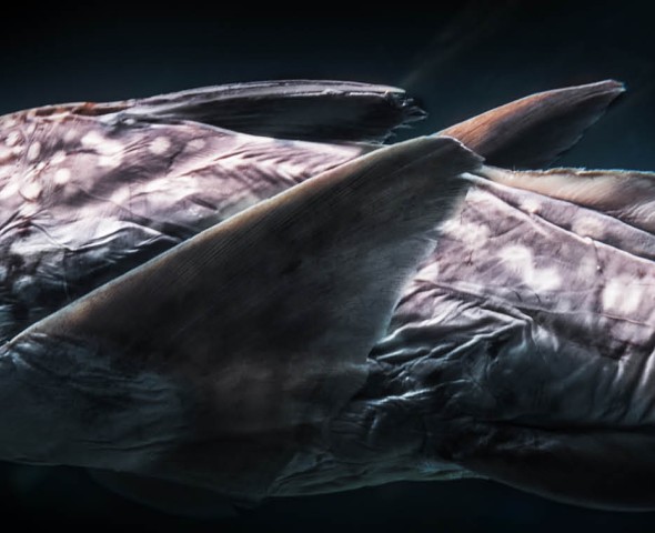 Abissi, terra aliena