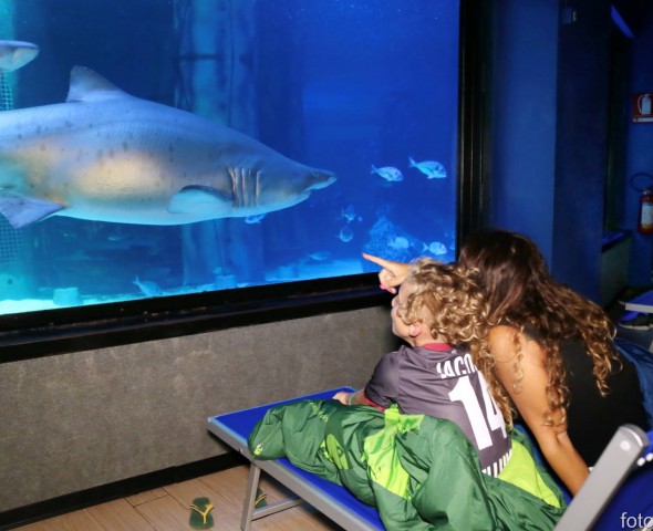 Notte con gli squali