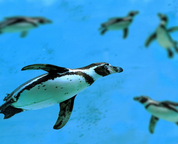 Sulle orme dei Pinguini Imperatore