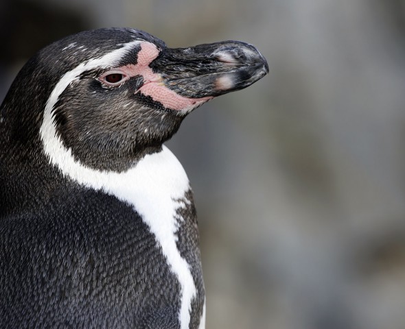 Sulle orme dei Pinguini Imperatore