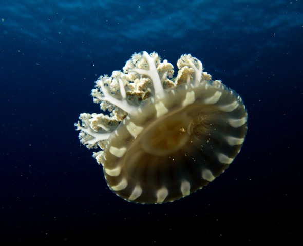 Cassiopea andromeda, la medusa delle Mangrovie