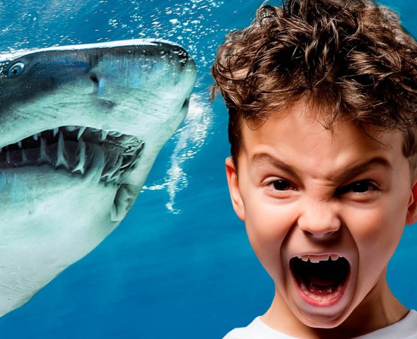 Notte con gli squali