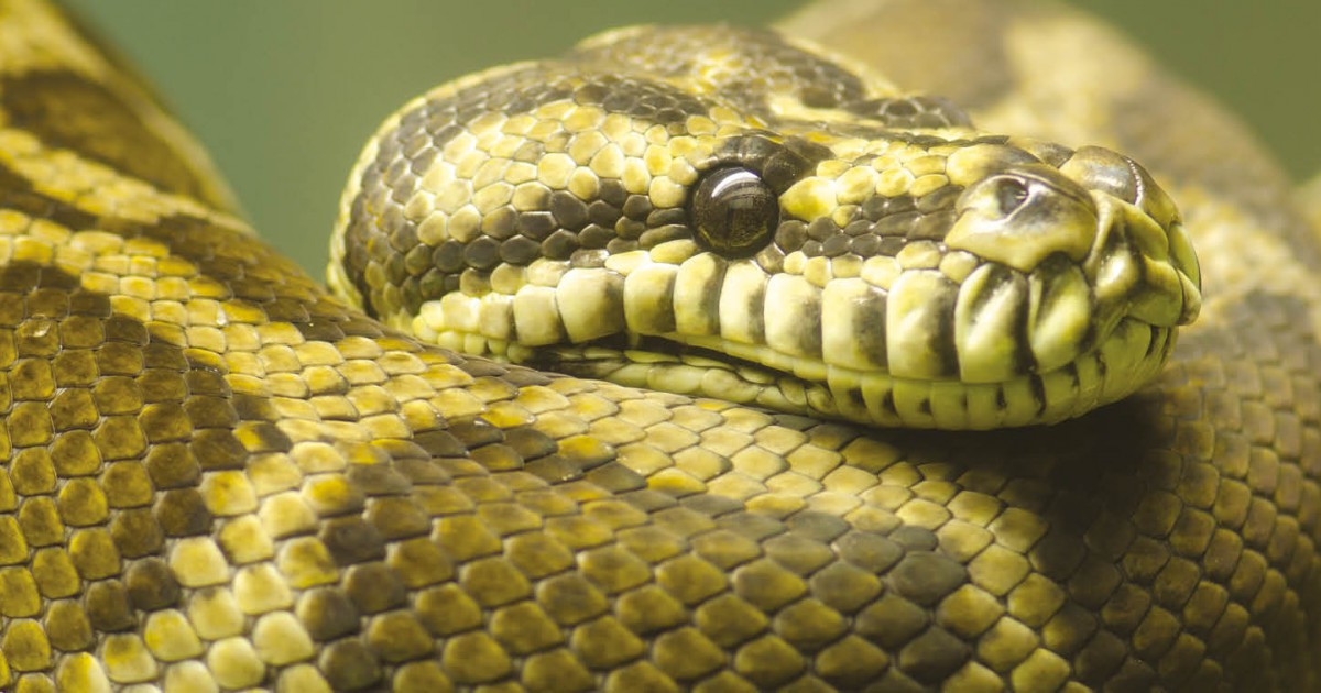 Il Boa un serpente capace di