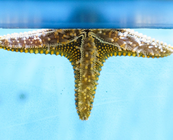 Acquario di sera 