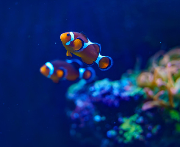 Acquario di sera 