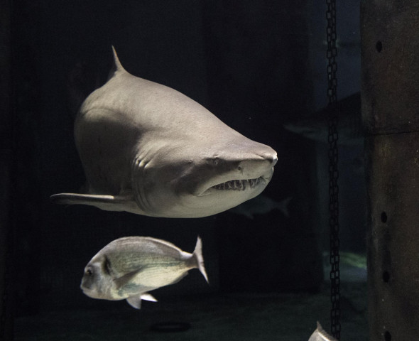 Acquario di sera 