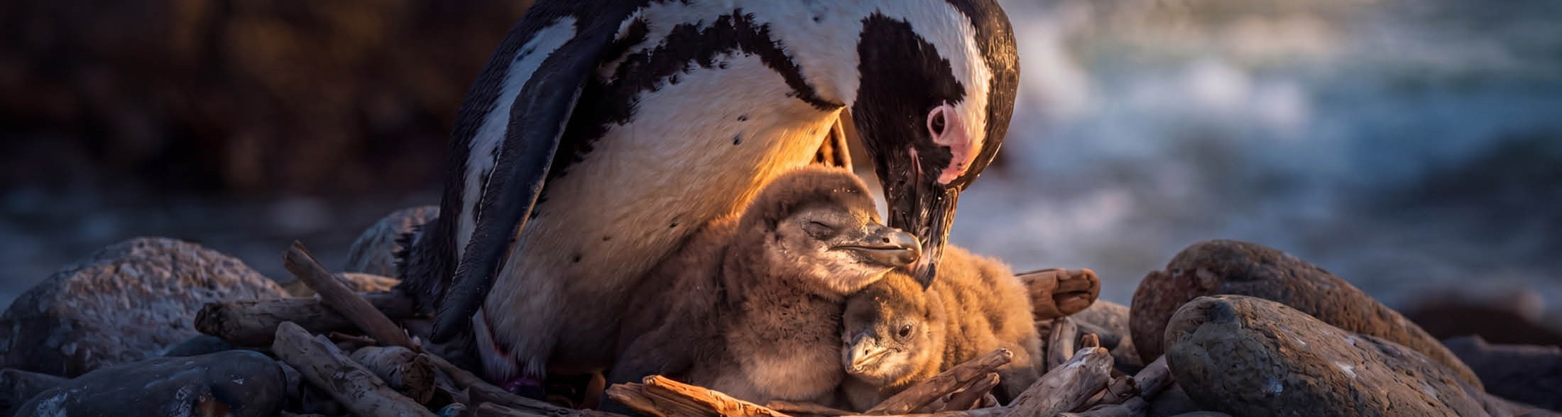 Cuccioli di Pinguino 