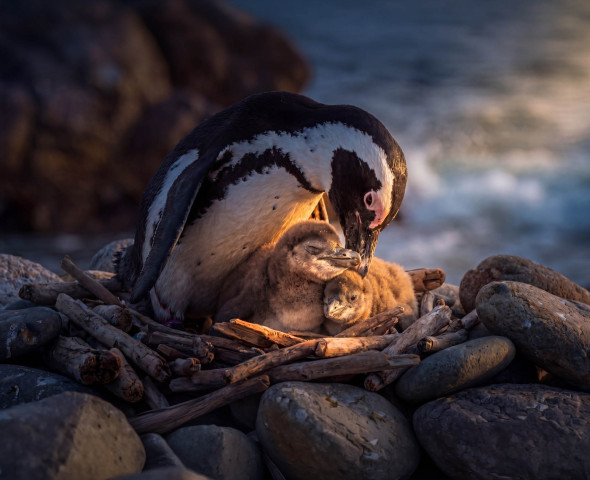 Cuccioli di Pinguino 
