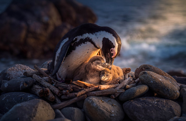 Cuccioli di Pinguino 