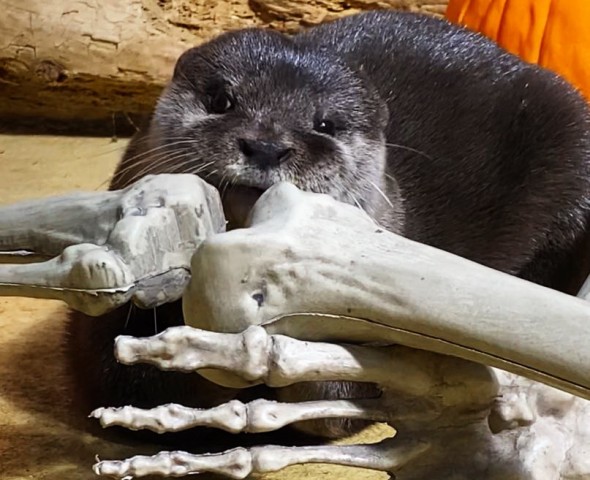 Halloween 2024 LontraVert