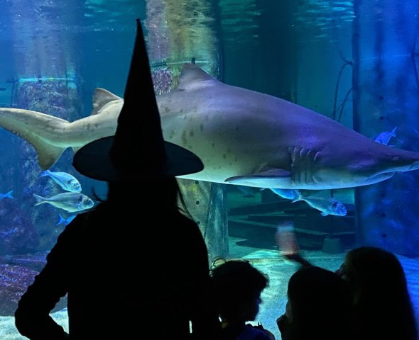 Halloween 2024 Strega