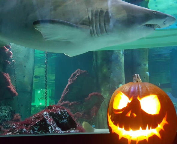 Halloween 2024 Zucca2