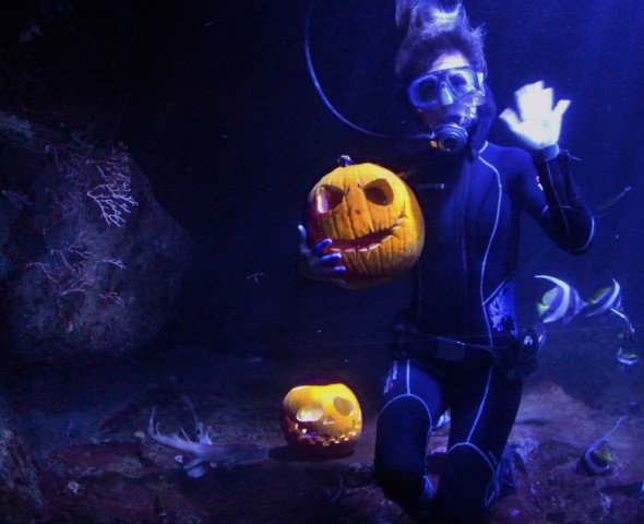 Halloween 2024 Zucca