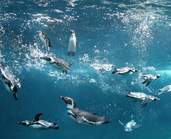 I pinguini delle aree temperate