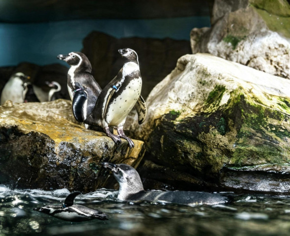 I pinguini delle aree temperate
