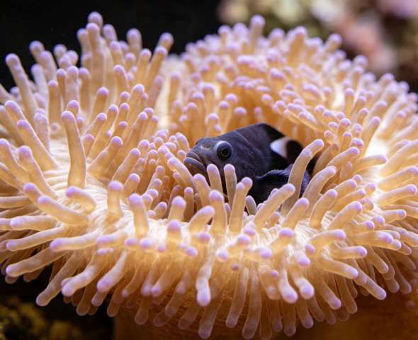 Il mare in miniatura